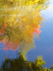 Autumn Abstract 2      