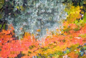 Autumn Abstract 22   