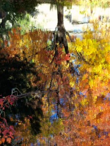 Autumn Abstract 39           