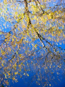 Autumn Abstract 49           
