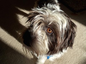 Beamer, Dog of Mystery           