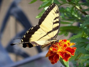 Eastern Tiger Swallowtail    