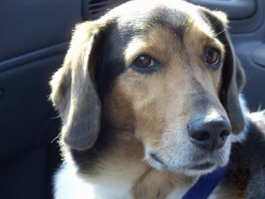 Cooler Than the Other Side of the Pillow                                                     