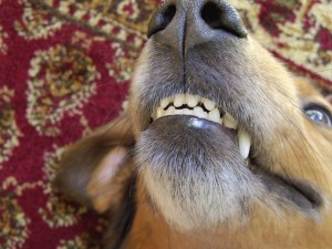 Dental Hygiene Is Most Important             