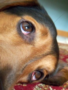 O, If the Stars Were Mine