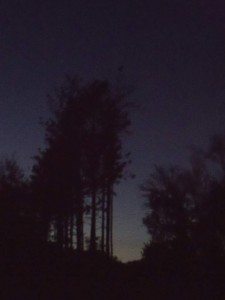 Dusky Pines                                             